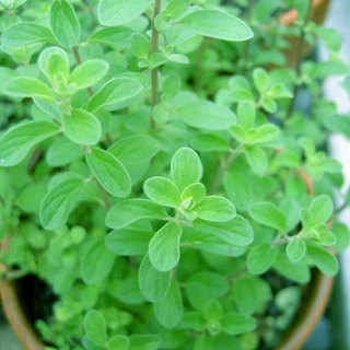 100h Hạt Giống Sweet Marjoram Kinh Giới Ngọt