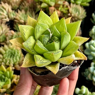 Sen Đá Dòng Haworthia Kim Cương Size Bầu 5cm Hư 1 Đổi 1