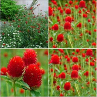 100h Hạt Giống Hoa Cúc Bách Nhật Đỏ