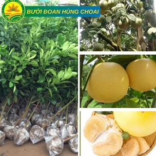 Cây Giống Bưởi Đoan Hùng choai cao từ 1m-1,2m giống ghép chuẩn cho quả luôn siêu chất lượng,cây khỏe