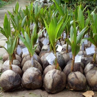 Cây dừa sáp đặc sản Cầu Kè- Trà Vinh nhiều dinh dưỡng, béo ngậy, cao 50-60cm mua 5 cây tặng 1 cây