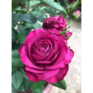 Hoa hồng Variety Information tím hồng- cây giống rễ trần