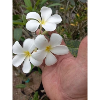 cây sứ đại trắng hoa thơm