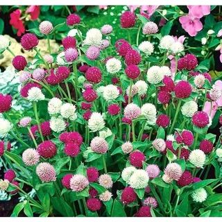 100h Hạt Giống Hoa Cúc Bách Nhật Mix