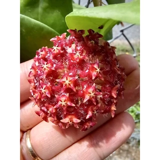 Chậu cây Cẩm cù Hoya Mindorensis Purple