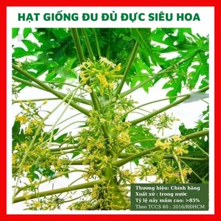 Hạt giống đu đủ đực siêu hoa - rau củ quả trồng sân vườn chịu nhiệt 4 mùa tỉ lệ nảy mầm cao15 hạt F1