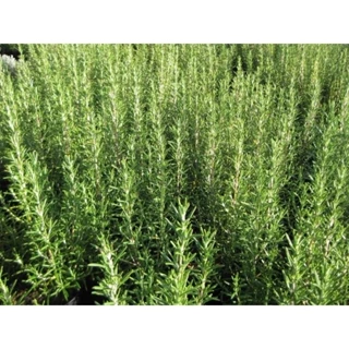 100h Hạt Giống Hương Thảo Rosemary