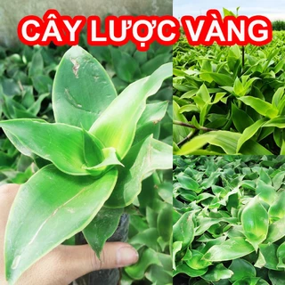 [Cây dược liệu] Cây Lược Vàng