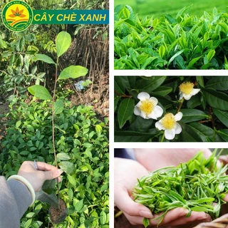 Cây giống chè xanh ( trà xanh) hàng chuẩn đem lại hương vị trà thơm ngon chất lương cao