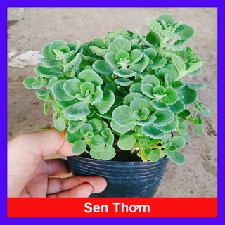 Cây Sen Thơm ( Nhất Mạt Hương ) Toả Hương Thơm Dễ Chịu - caykiengsadec