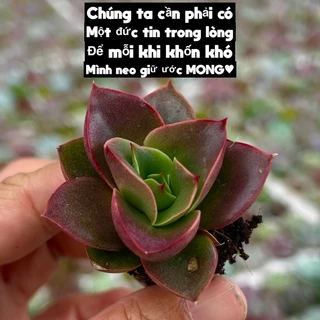 cây sen đá Hồng Nhăn size mini 2-2,5cm THUANPHAT GARDEN, màu đỉnh, lỗi 1 đổi 1