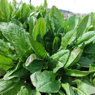 1Gr Hạt Giống Rau Chua Sorrel