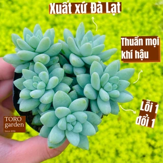 Sen đá chuỗi ngọc lam Đà Lạt size bé cây cảnh trang trí nhà cửa Toro garden