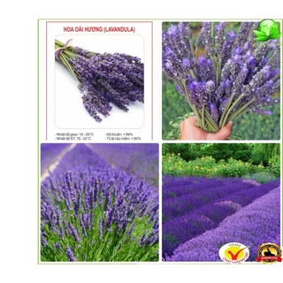 10h Hạt Giống Hoa Oải Hương Lavender Lùn 30cm