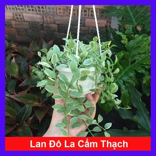 Cây lan đô la cẩm thạch - cây lan hạt dưa - chậu cây cảnh treo tường và ban công