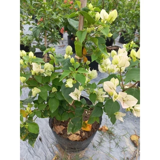 [Nhu_Mai_Garden]chậu hoa giấy thái nguyên bản, hoa màu trắng