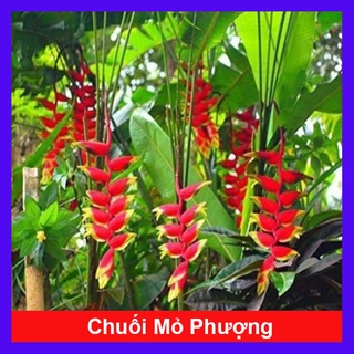 Cây Chuối Mỏ Phượng - cây cảnh trong nhà - caykiengsadec