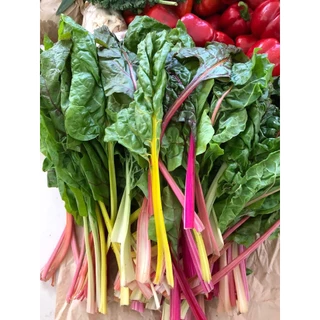 [Ship hoả tốc] Cải cầu vồng (Swiss Chard / Rainbow Chard]