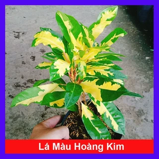 Cây Lá Màu Hoàng Kim (Cây Hoàng Kim) - cây cảnh để bàn - caykiengsadec