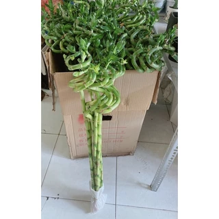 Phát Tài Xoắn 73cm