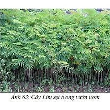 Cây Giống Lim Xẹt ( (Giống Cây Siêu Tốt Chuẩn F1)