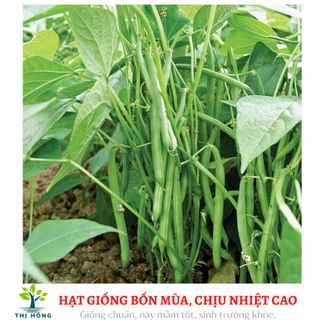 Hạt giống đậu cove xanh bụi lùn 20g (không cần làm giàn, trồng quanh năm)