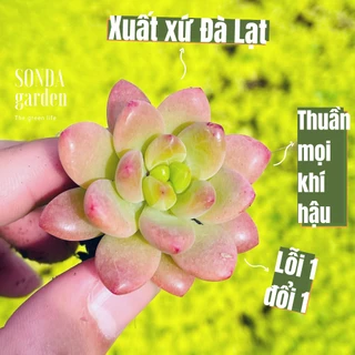 Sen đá sỏi thiên thanh xanh SONDA GARDEN size mini 2.5-4cm, cây cảnh trang trí nhà cửa, lỗi 1 đổi 1