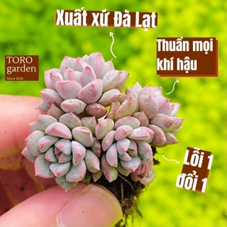 Sen đá dù xanh Đà Lạt size mini cây cảnh trang trí nhà cửa Toro garden