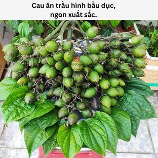 500gram Lá Trầu Không Tươi - Ăn Trầu - Làm Lễ Cúng, Cưới Hỏi - Trái Cau Ăn Trầu Cực Ngon.