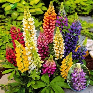 #Hạt_giống_đậu_lupin ( tặng kèm kích mầm )