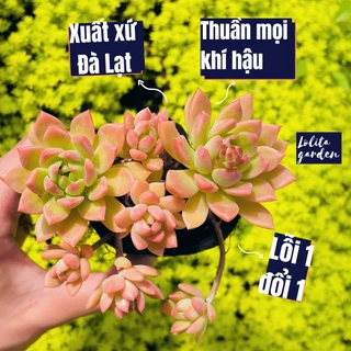 Sen đá mặt trời cổ thụ Đà Lạt size bé cây cảnh trang trí nhà cửa Lolita garden