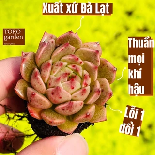 Sen đá ruby lá ngắn Đà Lạt size mini cây cảnh trang trí nhà cửa Toro garden