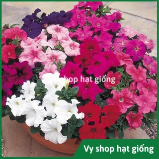 Hạt giống hoa dạ yến thảo - Petunia mix màu gói 1000 hạt