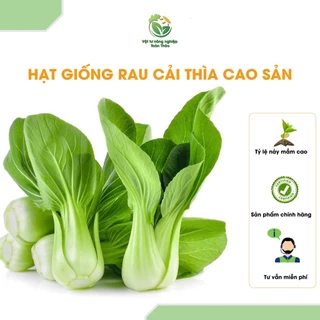 Hạt Giống Cải Thìa Bẹ Lớn, Ngọt - Hạt Giống Cao Sản, Năng Suất Lớn.