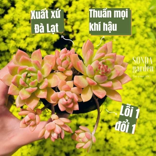 Sen đá mặt trời cổ thụ size bé 5-8cm, cây cảnh trang trí nhà cửa, lỗi 1 đổi 1