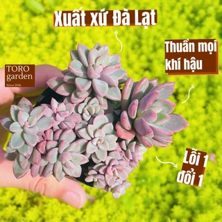 Sen đá aurora gem Đà Lạt size bé cây cảnh trang trí nhà cửa Toro garden