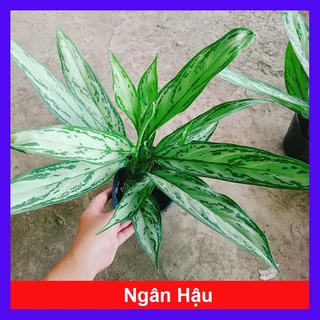 Cây Ngân Hậu - cây cảnh để bàn