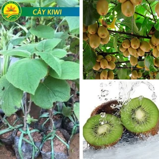 Cây giống KIWI leo giàn ruột xanh dòng quả sớm được ưa chuộng siêu sai trái