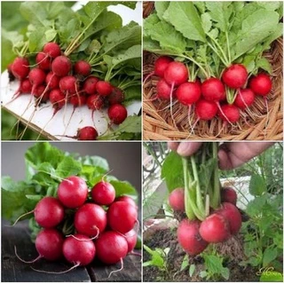 #Hạt_Giống_Củ_Cải_Cherry (tặng kèm kích mầm + phân bón )