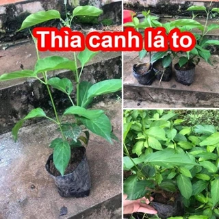 [Cây dược liệu] Thìa canh lá to tốt cho bệnh tiểu đường