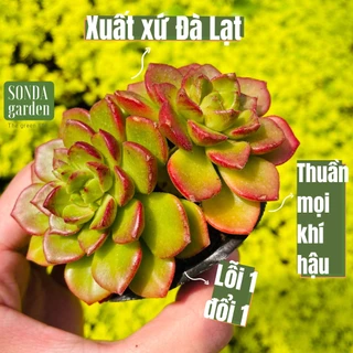 Sen đá xanh ngọc SONDA GARDEN size bé 5-8cm, cây cảnh trang trí nhà cửa, lỗi 1 đổi 1