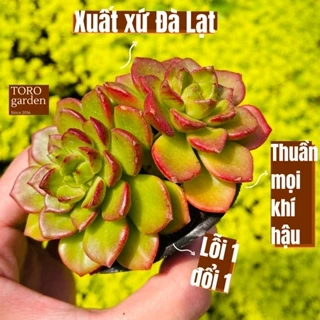 Sen đá xanh ngọc Đà Lạt size bé cây cảnh trang trí nhà cửa Toro garden