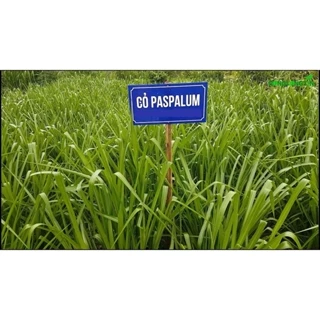 HẠT GIỐNG CỎ CHĂN NUÔI PASPALUM - CHỊU ĐƯỢC NGẬP ÚNG VÀ THỜI TIẾT LẠNH