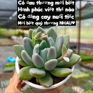 cây sen đá Sỏi Xám THUANPHAT GARDEN size trung bình 8-10cm, siêu đẹp, lỗi 1 đổi 1