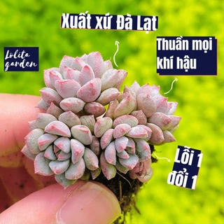 Sen đá dù xanh Đà Lạt size mini cây cảnh trang trí nhà cửa Lolita garden