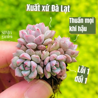 Sen đá dù xanh SONDA GARDEN size mini 2.5-4cm, cây cảnh trang trí nhà cửa, lỗi 1 đổi 1