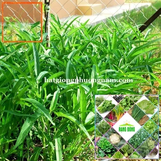 15gr - HẠT GIỐNG RAU MUỐNG Hạt Giống Nông Trại Xanh THE GARDEN