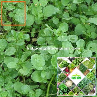 0.5GR - HẠT GIỐNG RAU XÀ LÁCH XOONG Hạt Giống Nông Trại Xanh THE GARDEN