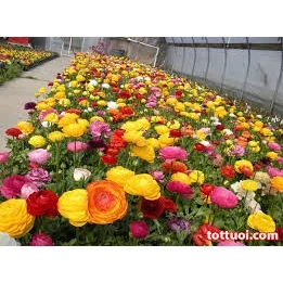 10 hạt giống hoa hồng ri batư Mix màu