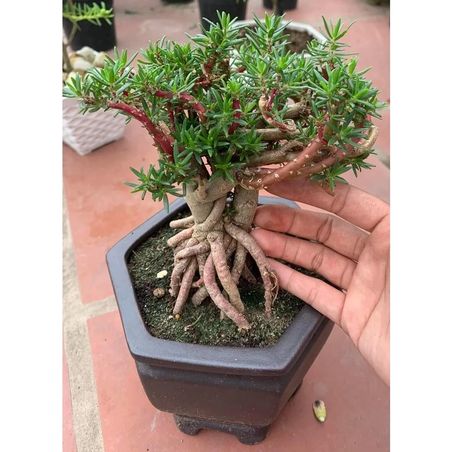 [Nở Cả Ngày] Cây Hoa Mười Giờ Bonsai Cổ Thụ Loại Gốc To Làm BonSai Trồng Được Lâu Năm 0817774747